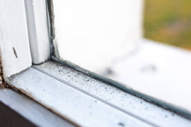Best Basement Mold Removal  in Washingtonville, NY