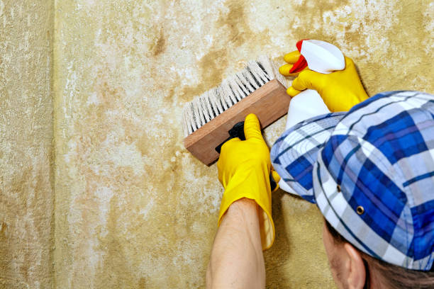 Best Residential Mold Inspection & Testing  in Washingtonville, NY