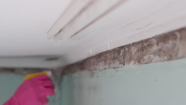 Best Environmental Consulting for Mold Prevention  in Washingtonville, NY